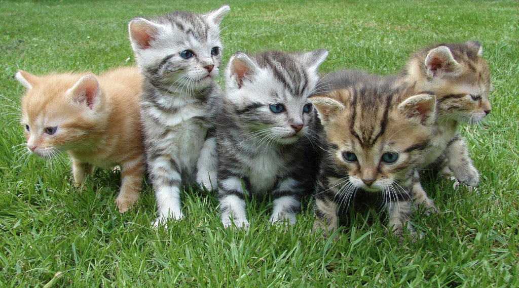 kittens-555822_1920-1