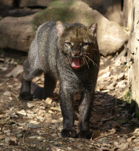 Jaguarundi