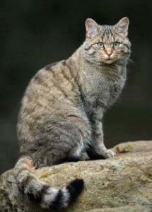 forest cat