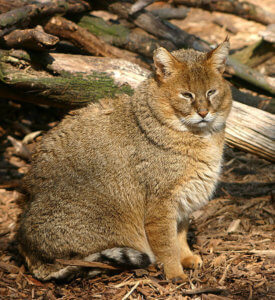 reed cat