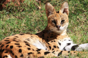 serval cat