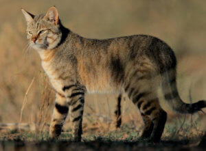 steppe cat