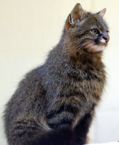 Pampas_cat